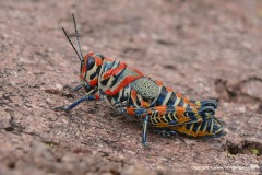 Orthoptera sp.