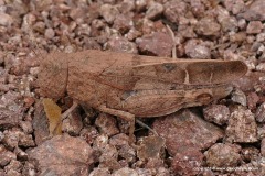 Orthoptera sp.