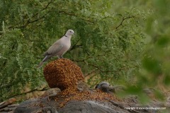 Streptopelia decaocto