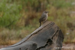 Toxostoma curvirostre