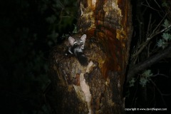 Bassariscus astutus