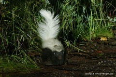 Conepatus mesoleucus