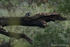 Melanerpes formicivorus