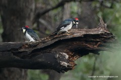 Melanerpes formicivorus