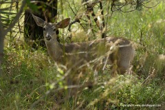 Odocoileus virginianus couesi