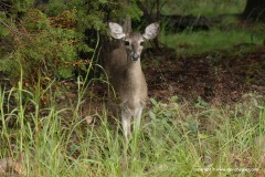 Odocoileus virginianus couesi