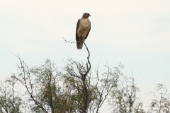 Buteo jamaicensis