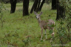 Odocoileus virginianus couesi