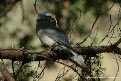 Aphelocoma wollweberi arizonae