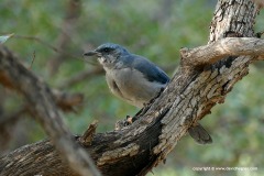 Aphelocoma wollweberi arizonae