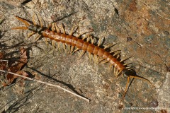Scolopendra heros