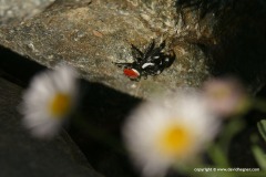 Salticidae sp.