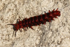 Battus sp.