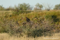 Cathartes aura