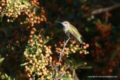 Calypte anna