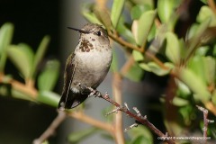 Calypte anna