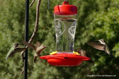 Eugenes fulgens / Calypte costae