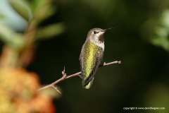 Calypte anna
