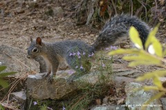 Sciurus arizonensis