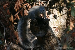 Sciurus arizonensis
