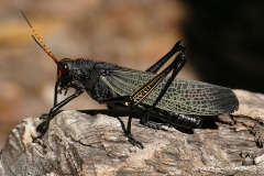 Orthoptera sp.