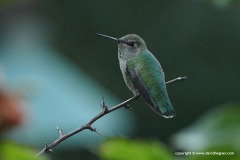 Calypte anna