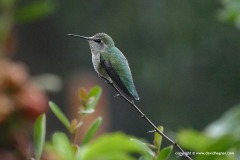 Calypte anna