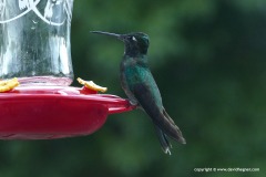 Eugenes fulgens