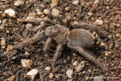 Aphonopelma sp.