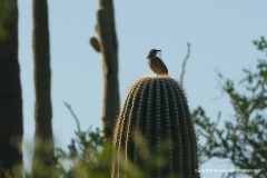 Toxostoma curvirostre