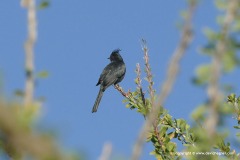 Phainopepla niten