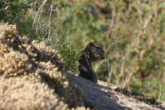 Ammospermophilus harrisii