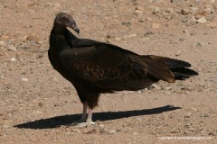 Coragyps atratus