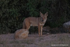 Canis latrans