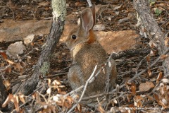 Sylvilagus audubonii