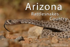 Arizona 2019