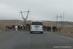 Cows