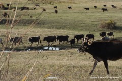 Cows