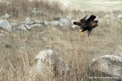 Buteo sp.