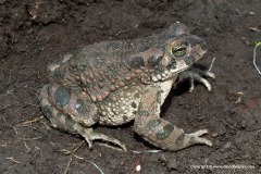 Bufotes variabilis
