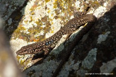 Darevskia raddei nairensis