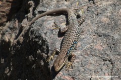 Darevskia raddei nairensis