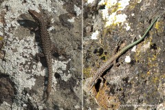 Darevskia raddei nairensis