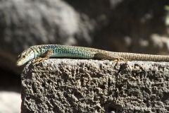 Darevskia raddei raddei