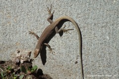 Darevskia raddei raddei