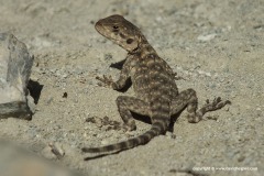 Paralaudakia caucasia
