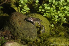 Pelophylax bedriagae
