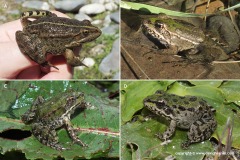 Pelophylax bedriagae