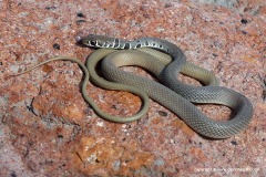 Platyceps najadum