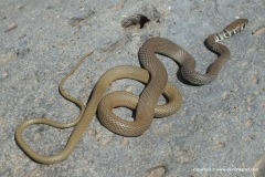 Platyceps najadum